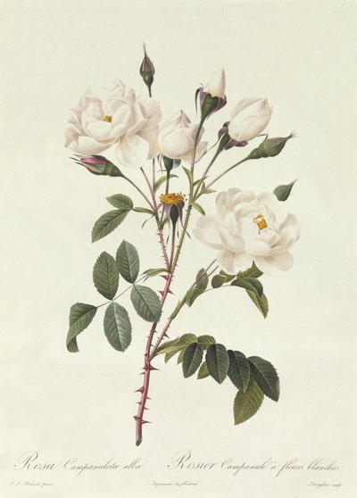 Rosa Campanulata Alba de Pierre Joseph Redouté